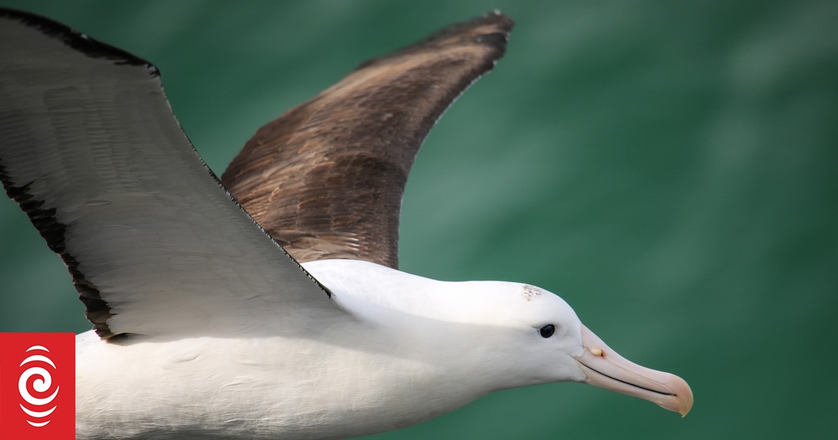 Albatrosse – Death on the Fishing Hook