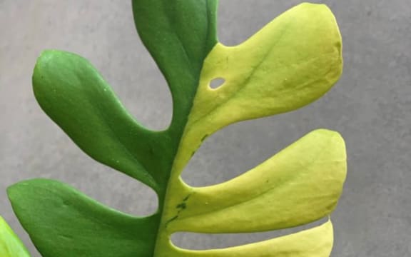 A variegated Minima that broke the TradeMe record sale price, selling for $8,000