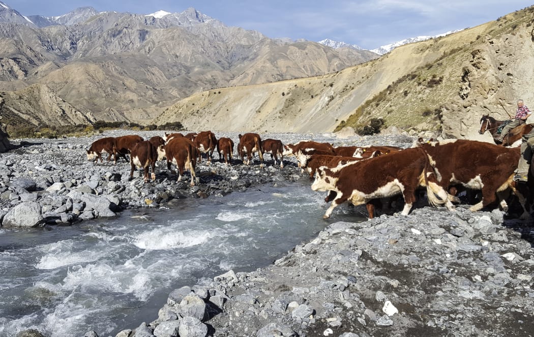 Mustering hereford cattle on Muzzle Station