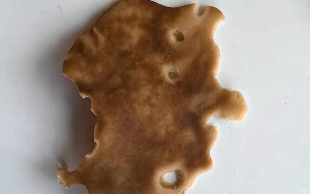 This sponge (Cymbastella lamellata) has been partially eaten.
