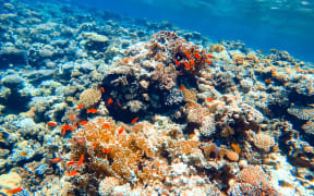 red tropical fish hide in corals at the bottom of the sea.