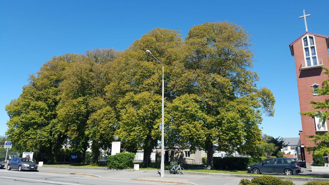 Lime Trees Chch