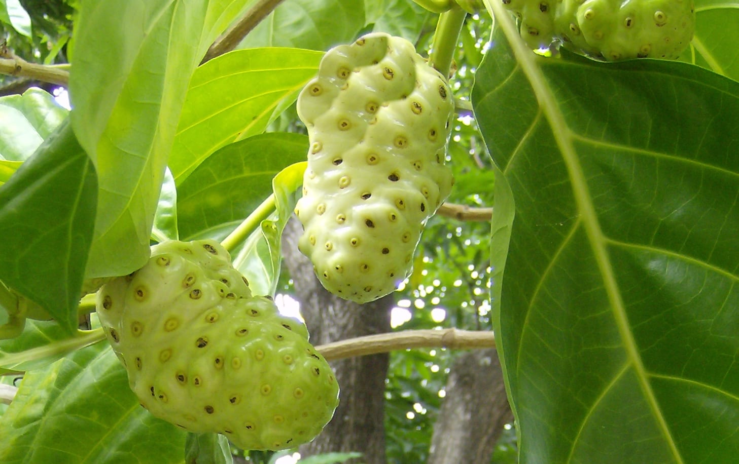 Noni fruit