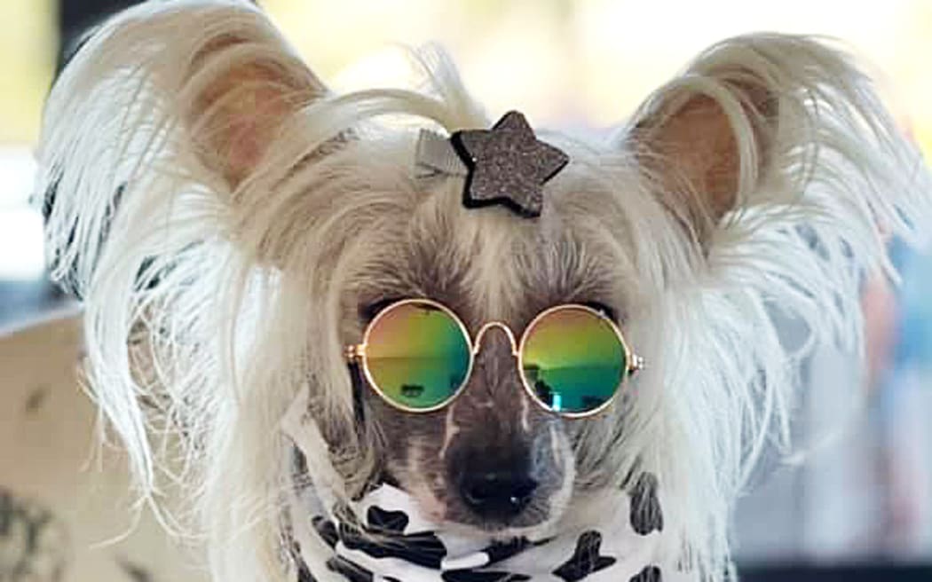 Cooper said Sunday's show was probably the first-ever dog fashion show in New Zealand.