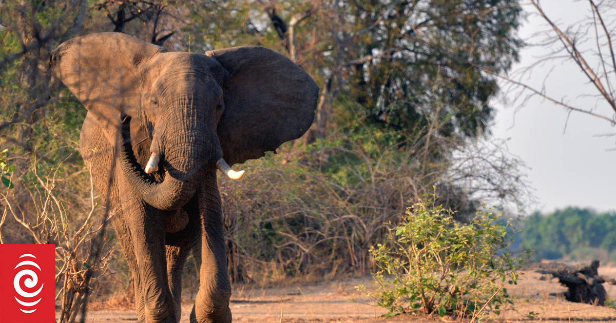 New Zealand woman killed by elephant in Zambia - reports