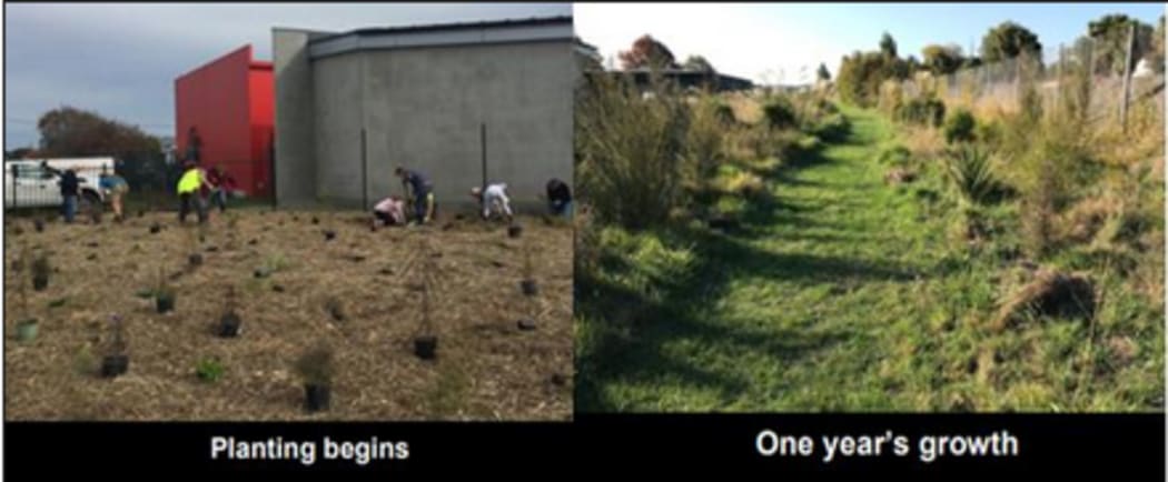 Papanui Bush restoration project