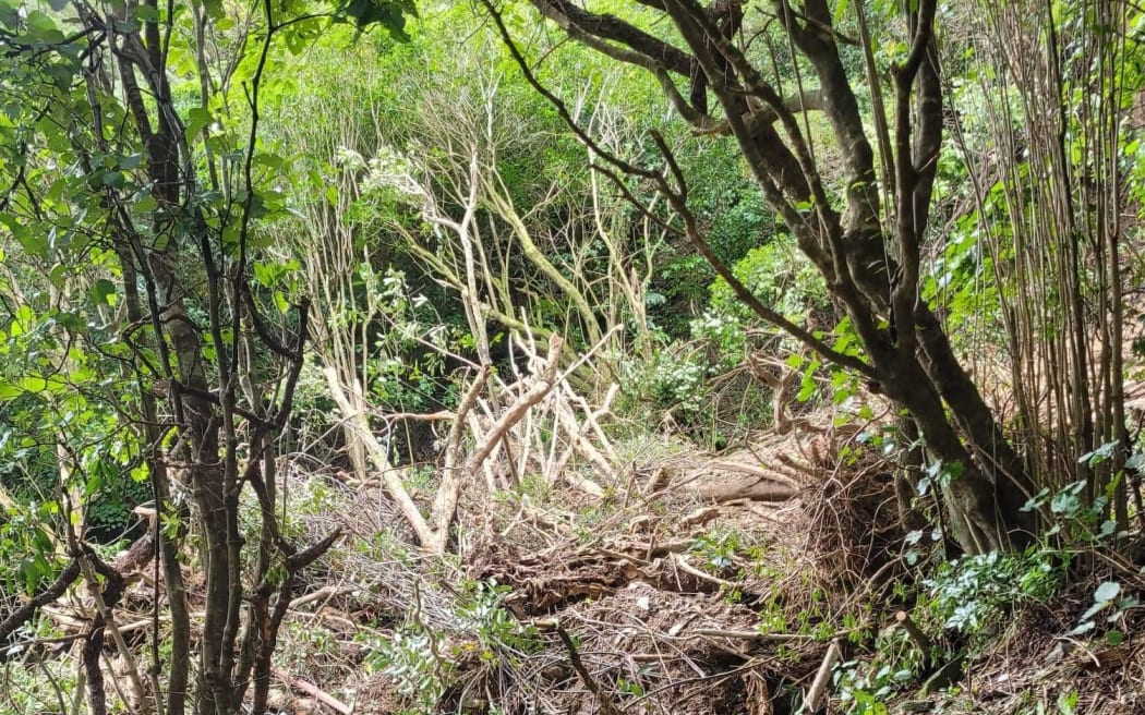 A slip near Torea Saddle on the Queen Charlotte Track.