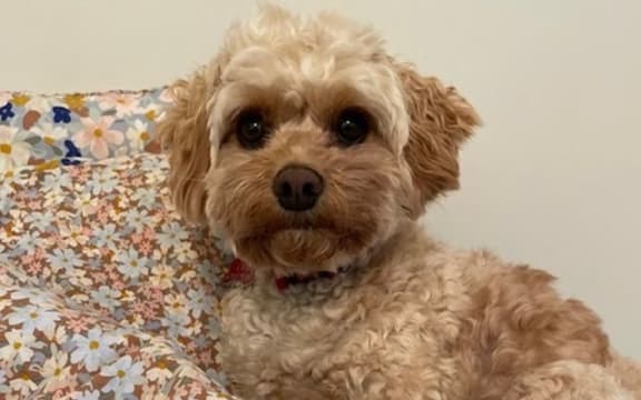 Cute pup relaxing on a floral cushion.