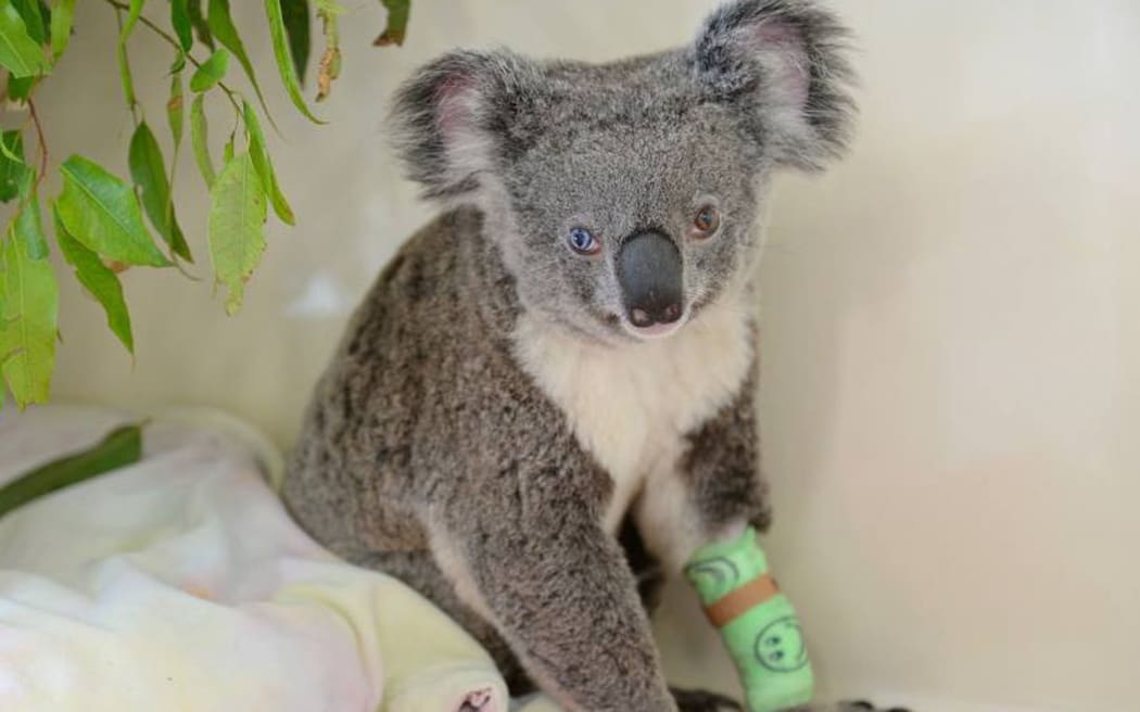 Bowie the koala with heterochromia was found injured, probably after being hit by a car.