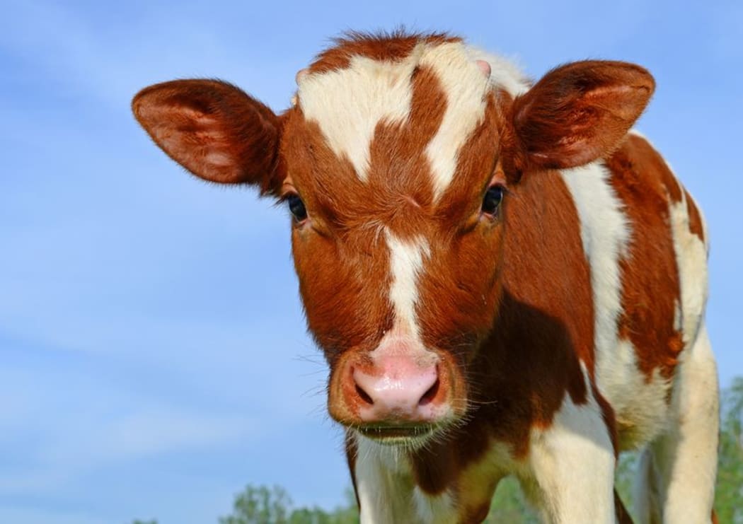 Bobby calf