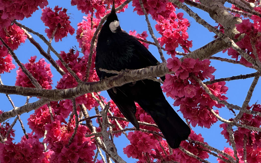 Cherry blooms and a tui.