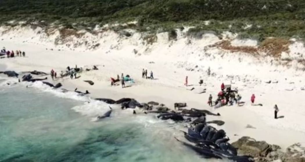 Only six whales have survived a mass stranding of pilot whales on the coast of Western Australia.