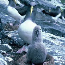 Photo for Chatham Island mollymawk
