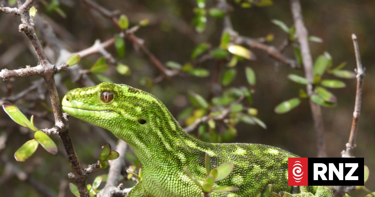 Only three geckos returned to wild from dozens held illegally for years ...