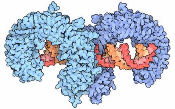 Toll-like receptors are part of the innate immune system, and their role is to recognise invading bacteria and fungi.