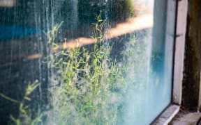 An abandoned set of shops in Upper Hutt's Queen St has caused distress amongst residents due to the smell, rotting dead pigeons and plants growing right next to the shopping centre.