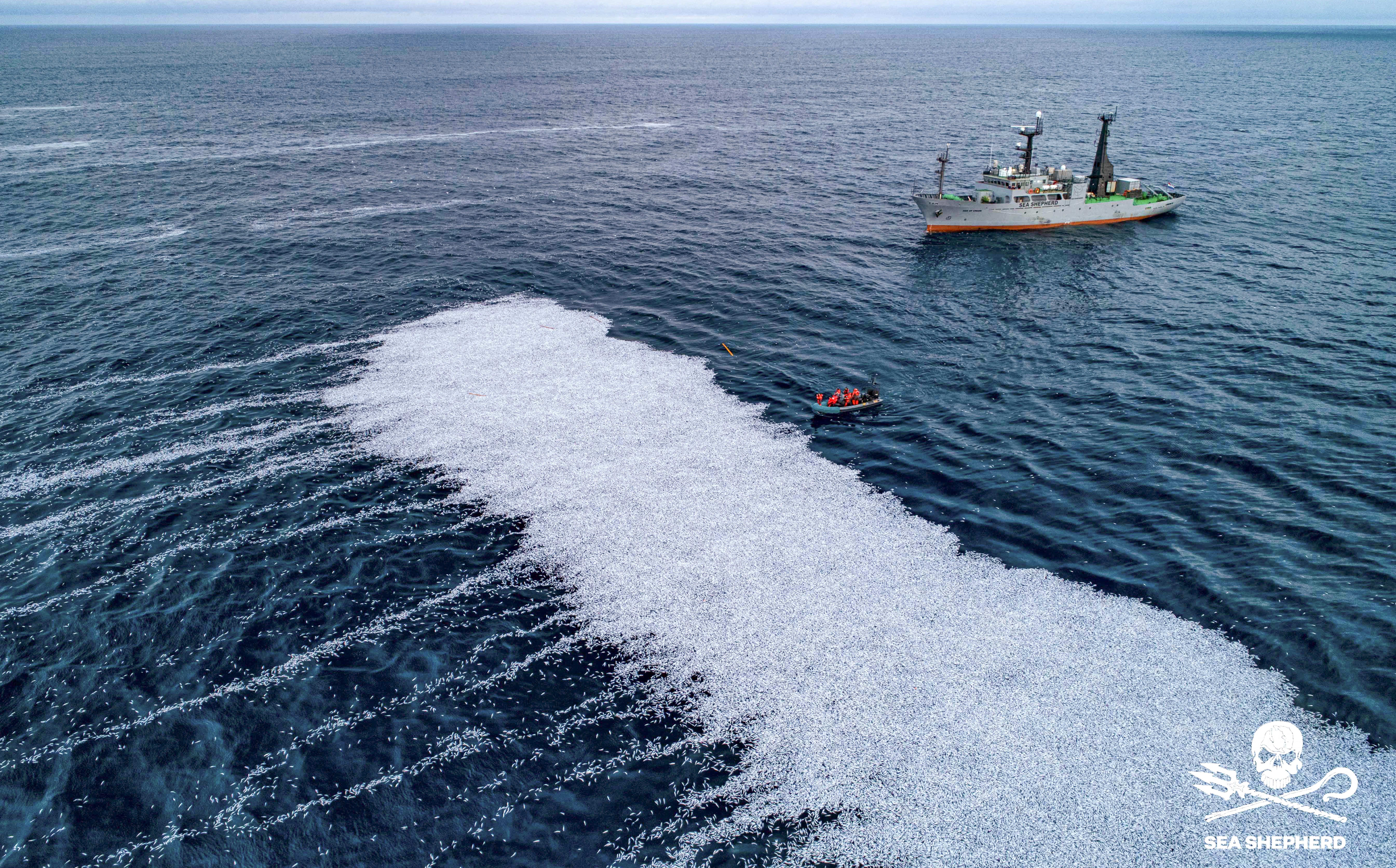 A view of the 100,000 dead blue whiting fish off the coast of La Rochelle, western France, on 3 February, 2022.