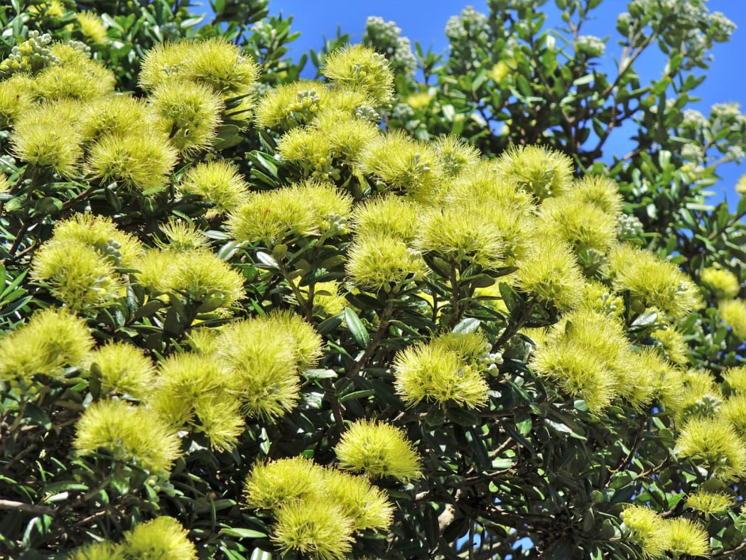 Close-up of Yellow Pohutukawa flowers.
