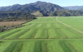 A view of the Barrytown Flats farmland where a proposed mineral sands mine application has drawn Department of Conservation concern on the impacts to the endangered Westland petrel (tāiko) in the area.