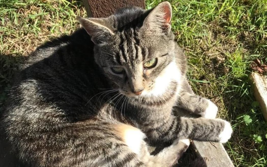 Mattu was one of 27 cats in Conifer Grove killed by roaming dogs in March. (Supplied)