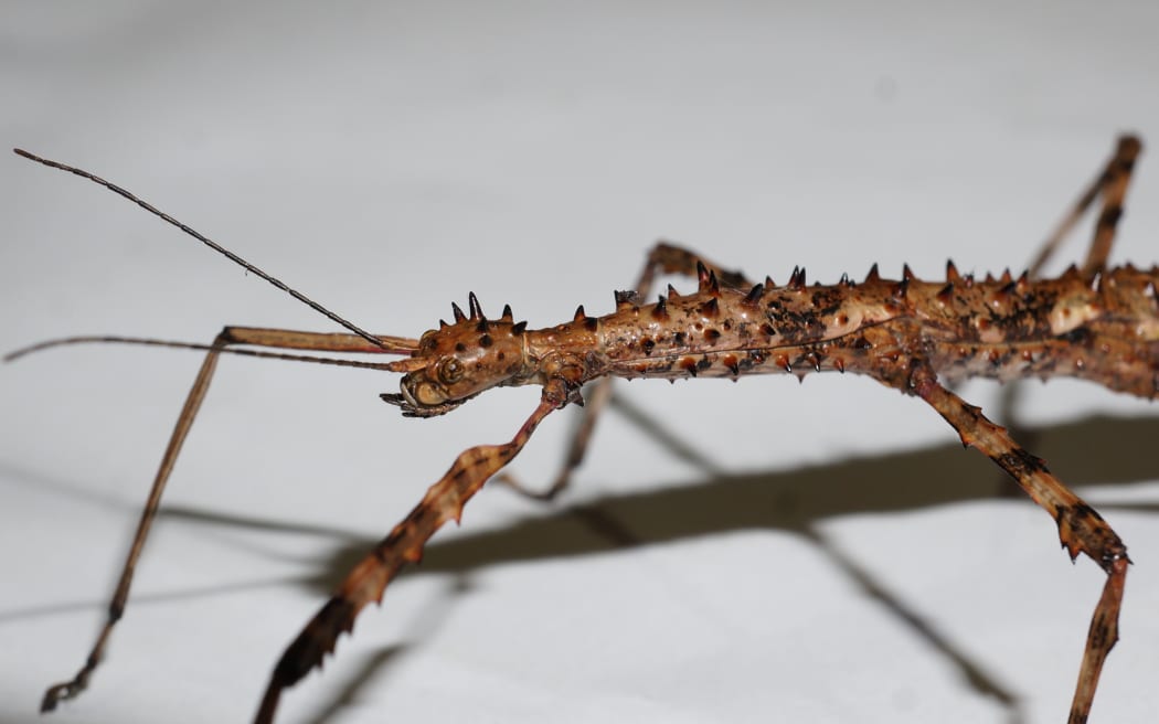 A brown female Acanthoxyla stick insect.