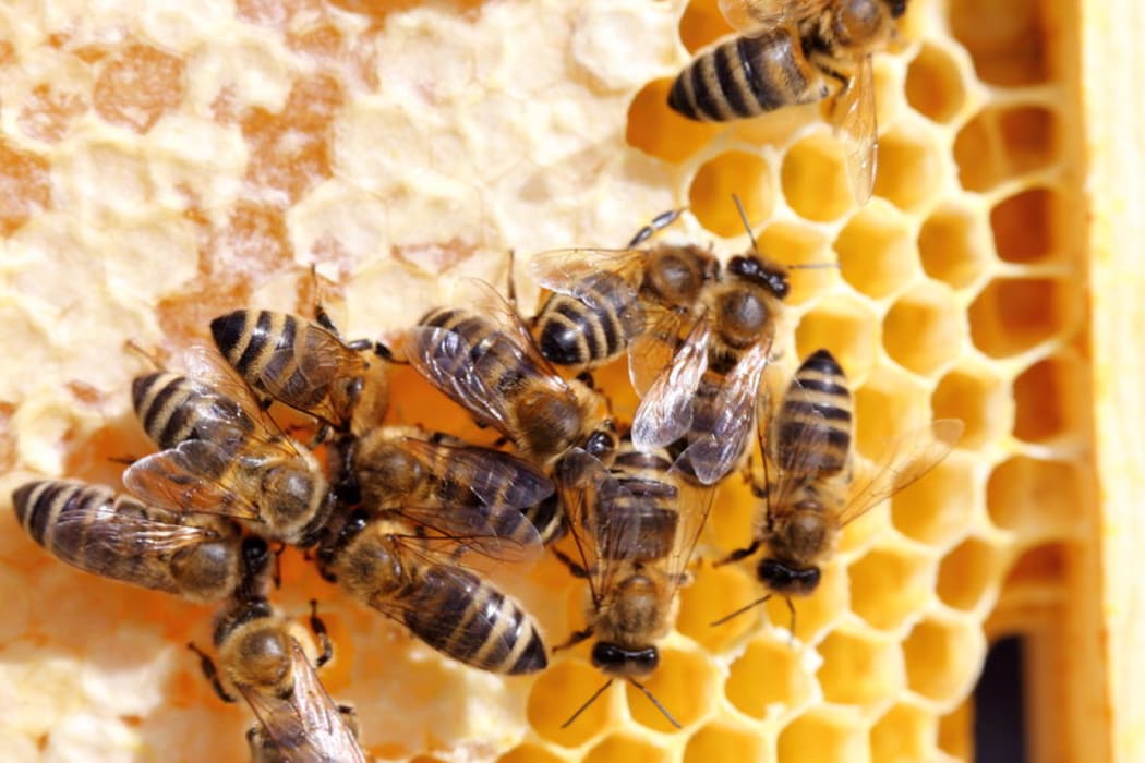 bees