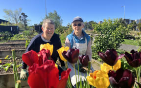 Trish and Sharon smile at the camera. They are wearing gardening gloves, perched on the edge of a raised garden outside on a bright sunny day. In front of them, near the camera, are a plantation of red, purple and yellow tulips.
