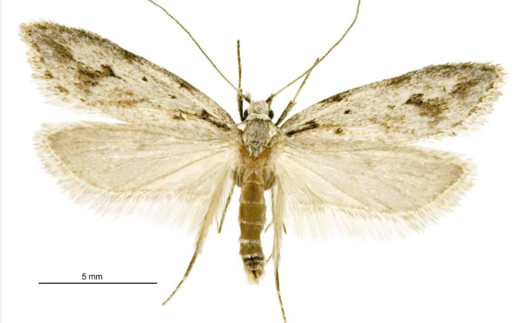 Mid Canterbury Lichen Tuft Moth (Izatha Psychra)