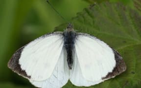 The great white butterfly