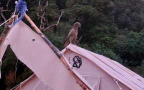 A bird on top of a damaged tent.