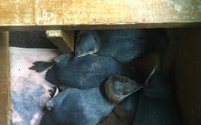 Five of the older rescued penguins given to Christchurch Penguin Rehabilitation to take care of after heavy rain swept away their nest boxes in Canterbury.