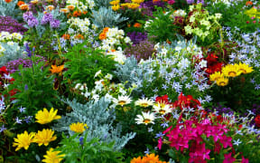 Flower garden