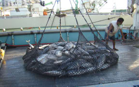 The American purse seiner Raffaello off-loads tuna in Port Majuro