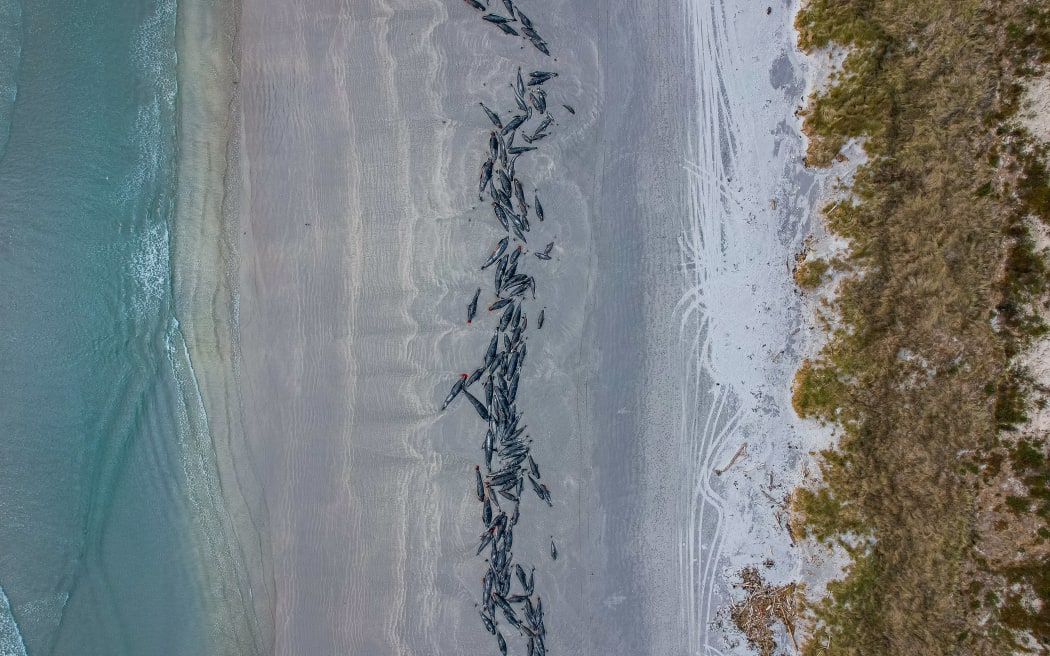 More than 250 whales that stranded on the Chatham Islands on 7 October, 2022 died or had to be euthanised.
