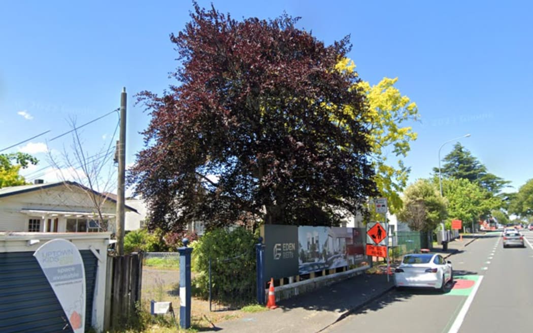 copper beech tree