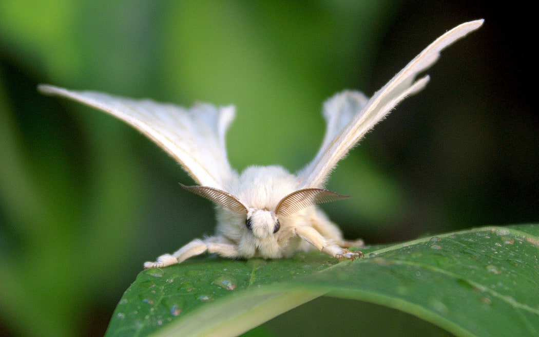 A white Bombyx mori or silk moth on a green leaf