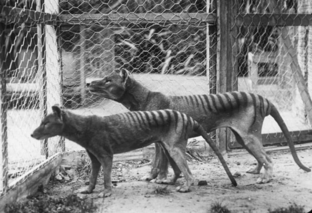 Tasmanian tigers in Hobart Zoo, before 1921.