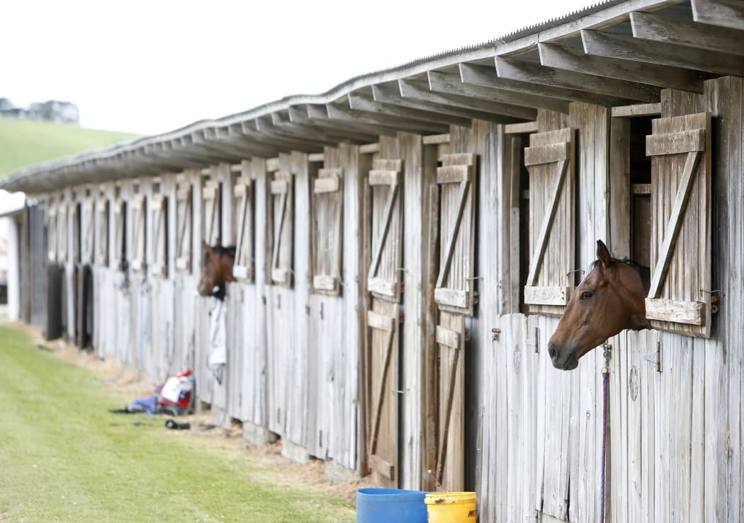 11 November 2016 Horses waiting to race at the Dargaville Racing Club meeting.