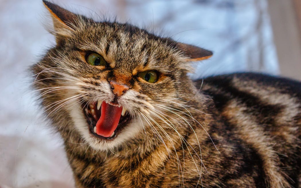 A ferocious, evil cat on the windowsill on the street. Angry, mistrustful cussing cat. The cat looks maliciously, incredulously. An evil cat, hisses with an open mouth. The cat shows teeth.