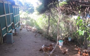 'Biosecurity chickens' on Aotea Great Barrier hunting skinks.