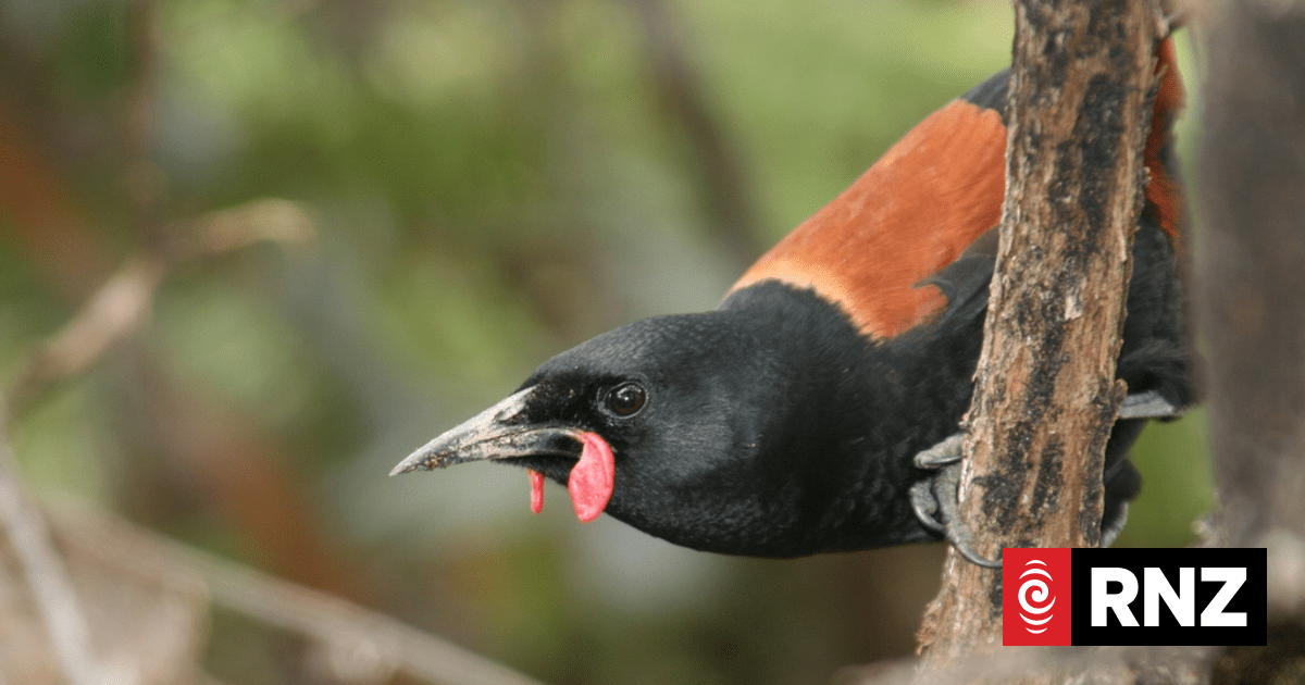 DNA reveals history of Aotearoa’s manu | RNZ