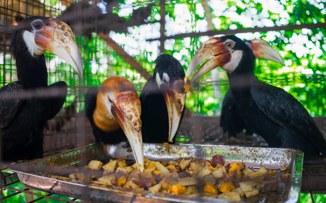 Hornbills are popular birds to catch. (ABC Pacific: Prianka Srinivasan)