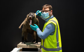 Canterbury Museum's Scott Reeves and South African baboon