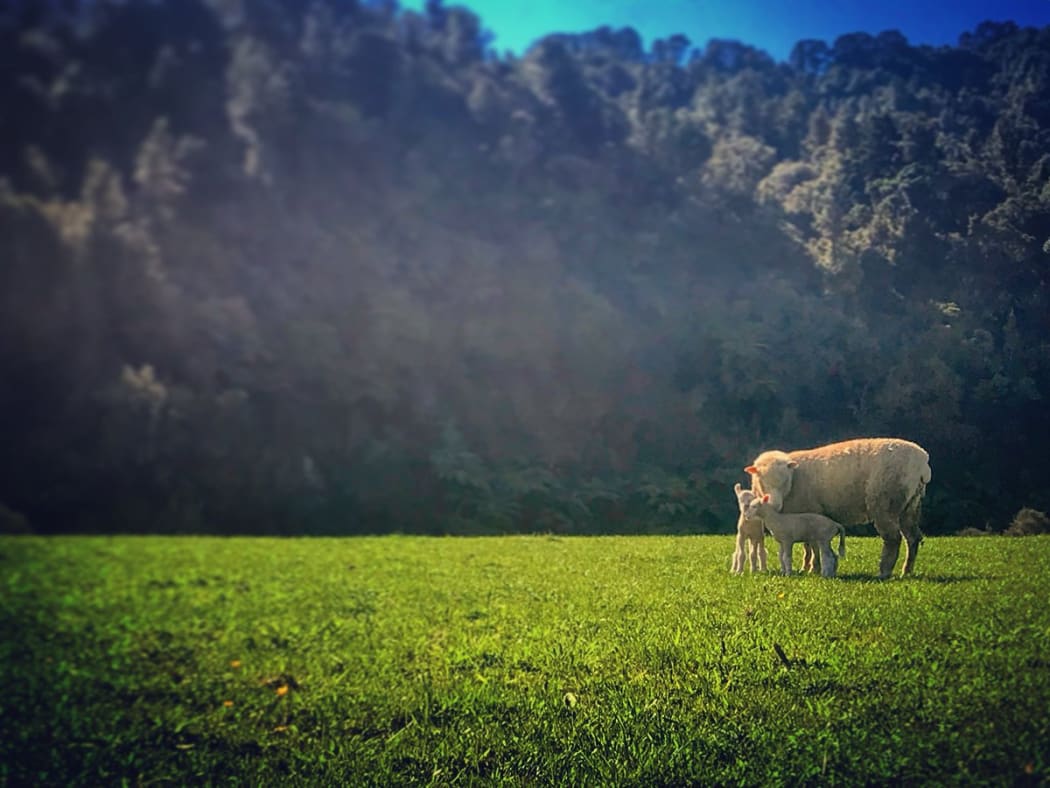 Lambing in New Zealand.