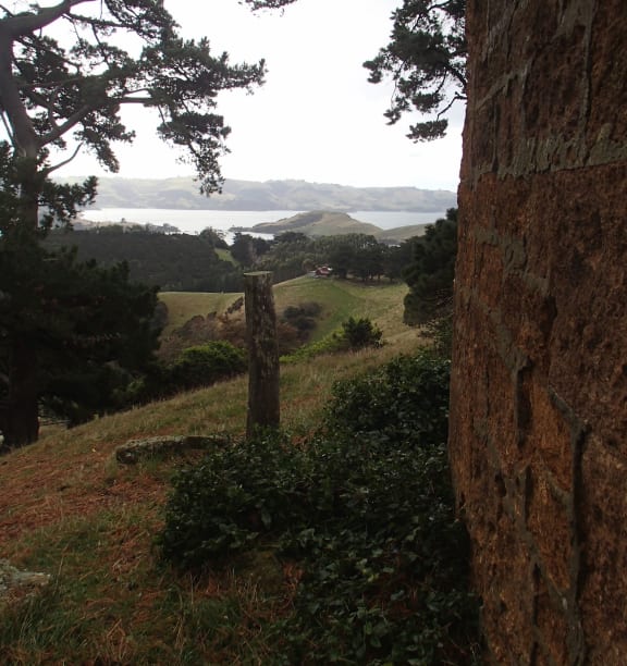 In the late 1800s Otago Peninsula was home to more than 200 small dairy farms. Old stone walls and overgrown macrocarpa shelter belts mark old house sites.