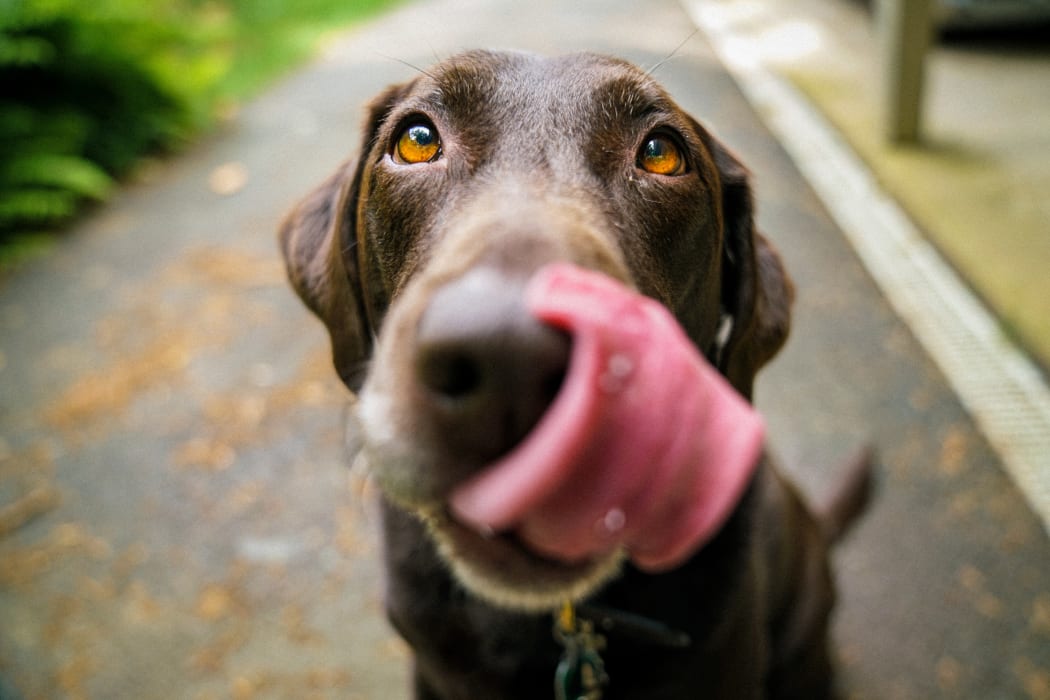 Promoting an environment where "dogs and people can happily co-exist" is the role of Gisborne District Council, according to a report that came before councillors last week.