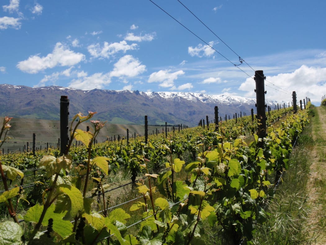 Sato Wines