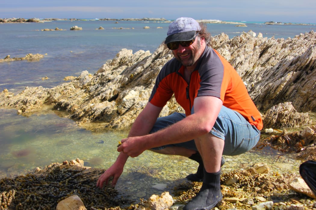 Peter Langlands foraging for seaweed