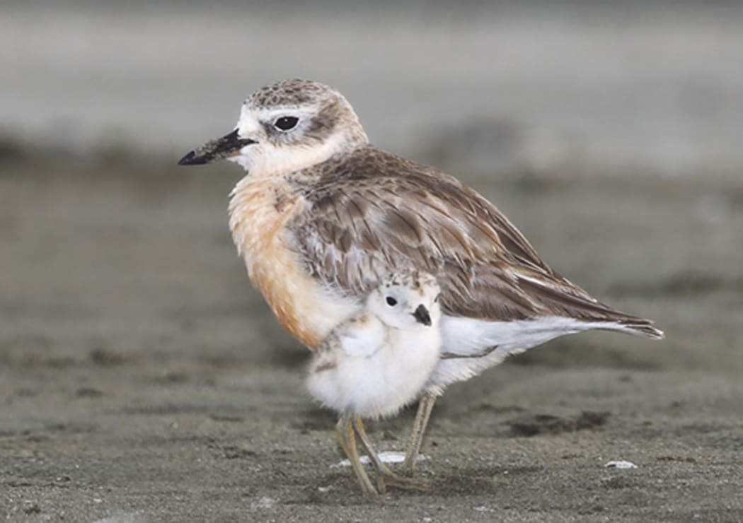 New Zeakand dotterel parent and chick