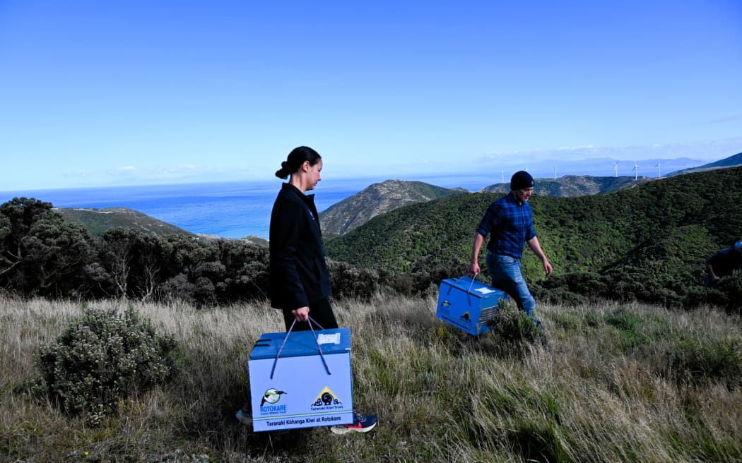 Kiwi being_taken_to_their new_home